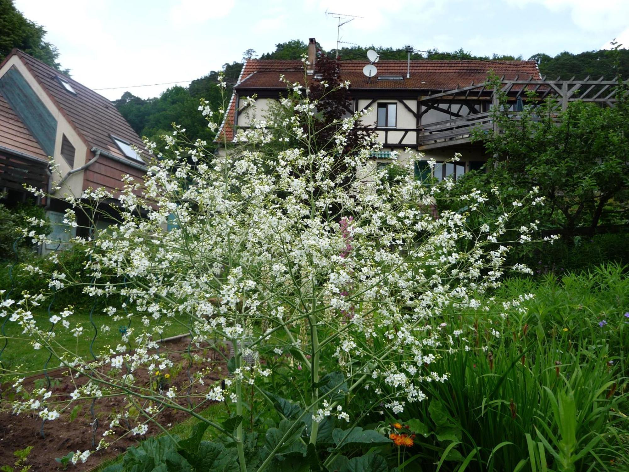 Alsace Village Obersteinbach Buitenkant foto
