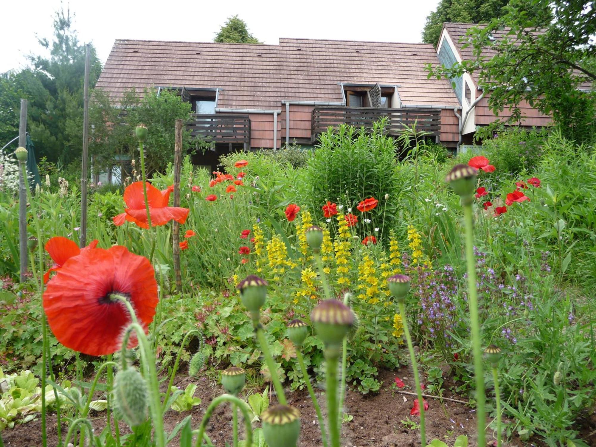 Alsace Village Obersteinbach Buitenkant foto